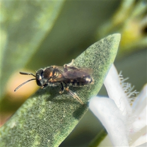 Lasioglossum (Homalictus) sp. (genus & subgenus) at Watson, ACT - 2 Feb 2025 02:12 PM