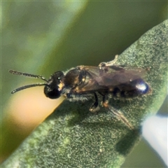 Lasioglossum (Homalictus) sp. (genus & subgenus) at Watson, ACT - 2 Feb 2025 02:12 PM