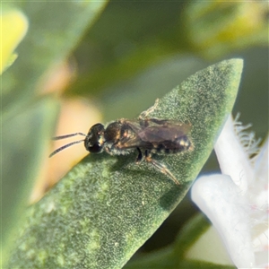 Lasioglossum (Homalictus) sp. (genus & subgenus) at Watson, ACT - 2 Feb 2025 02:12 PM