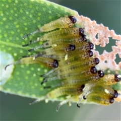 Pterygophorinae (subfamily) (Sawfly) at Watson, ACT - 2 Feb 2025 by Hejor1