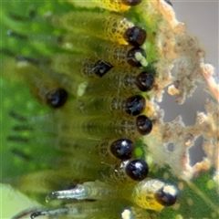 Pterygophorinae (subfamily) at Watson, ACT - 2 Feb 2025 01:55 PM