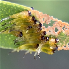 Pterygophorinae (subfamily) at Watson, ACT - 2 Feb 2025 01:55 PM