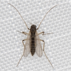 Unidentified Crane fly, midge, mosquito or gnat (several families) at Melba, ACT by kasiaaus