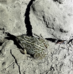 Limnodynastes tasmaniensis (Spotted Grass Frog) at Burrungubugge, NSW - 1 Feb 2025 by LeahColebrook