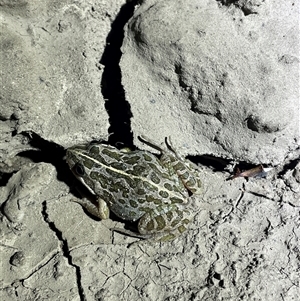 Limnodynastes tasmaniensis (Spotted Grass Frog) at Burrungubugge, NSW by LeahColebrook