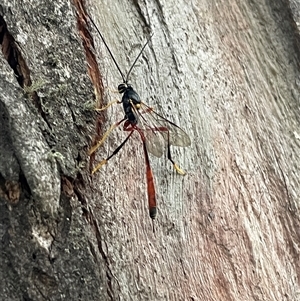 Heteropelma scaposum (Two-toned caterpillar parasite wasp) at Burrungubugge, NSW - 1 Feb 2025 by LeahColebrook