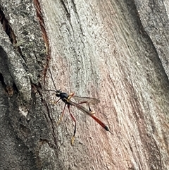 Heteropelma scaposum at Burrungubugge, NSW - 1 Feb 2025 08:18 PM