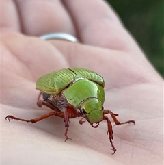 Xylonichus eucalypti (Green cockchafer beetle) at Burrungubugge, NSW - 1 Feb 2025 by LeahColebrook