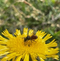 Unidentified Insect at Burrungubugge, NSW - 2 Feb 2025 by LeahColebrook