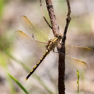 Orthetrum caledonicum (Blue Skimmer) at Penrose, NSW by Aussiegall