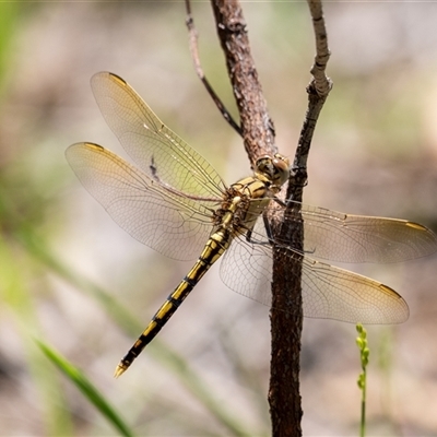 Orthetrum caledonicum (Blue Skimmer) at Penrose, NSW - 2 Feb 2025 by Aussiegall