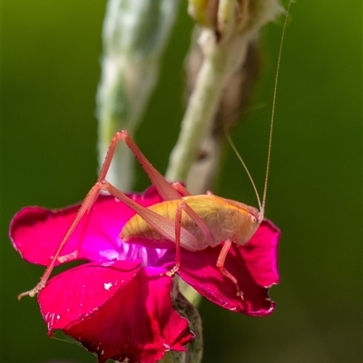 Caedicia simplex (Common Garden Katydid) at Penrose, NSW - 2 Feb 2025 by Aussiegall