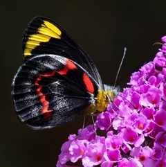 Delias nigrina (Black Jezebel) at Penrose, NSW - 2 Feb 2025 by Aussiegall