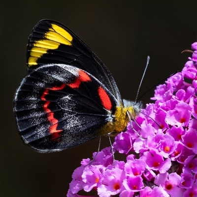 Delias nigrina (Black Jezebel) at Penrose, NSW - 2 Feb 2025 by Aussiegall