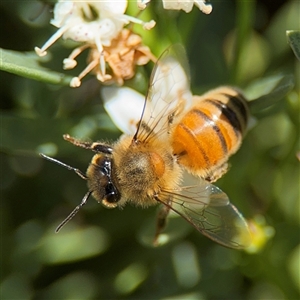 Apis mellifera at Watson, ACT - 2 Feb 2025 02:05 PM