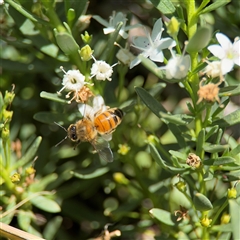 Apis mellifera at Watson, ACT - 2 Feb 2025 02:05 PM