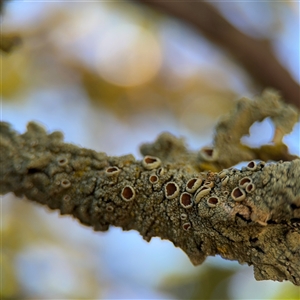 Flavoparmelia sp. (Flavoparmelia Lichen) at Watson, ACT - 2 Feb 2025 by Hejor1