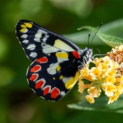 Delias aganippe (Spotted Jezebel) at Penrose, NSW - 2 Feb 2025 by Aussiegall