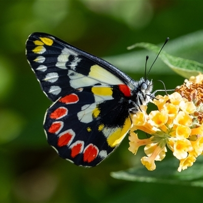 Delias aganippe (Spotted Jezebel) at Penrose, NSW - 2 Feb 2025 by Aussiegall