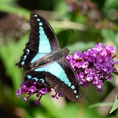 Papilio aegeus at Penrose, NSW - 1 Feb 2025 by Aussiegall