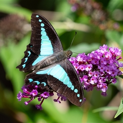 Graphium choredon (Blue Triangle) at Penrose, NSW - 2 Feb 2025 by Aussiegall