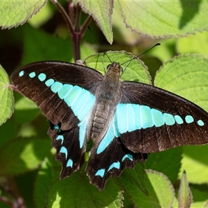 Graphium choredon at Penrose, NSW - 2 Feb 2025 10:53 AM