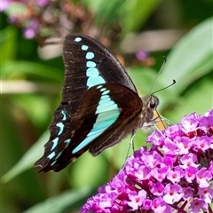 Graphium choredon at Penrose, NSW - 2 Feb 2025 10:53 AM