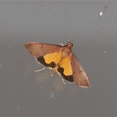 Uresiphita ornithopteralis (Tree Lucerne Moth) at Penrose, NSW - 29 Jan 2025 by Aussiegall