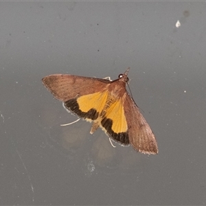 Uresiphita ornithopteralis at Penrose, NSW by Aussiegall