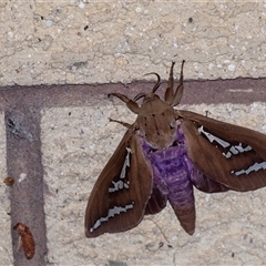 Abantiades hyalinatus (Mustard Ghost Moth) at Penrose, NSW by Aussiegall