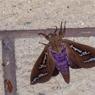 Abantiades hyalinatus (Mustard Ghost Moth) at Penrose, NSW by Aussiegall