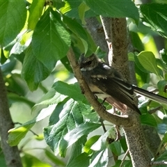 Rhipidura albiscapa (Grey Fantail) at Penrose, NSW - 21 Jan 2025 by Aussiegall