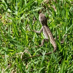 Amphibolurus muricatus (Jacky Lizard) at Penrose, NSW - 21 Jan 2025 by Aussiegall