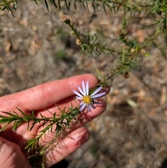 Olearia tenuifolia (Narrow-leaved Daisybush) at Campbell, ACT - 2 Feb 2025 by WalterEgo