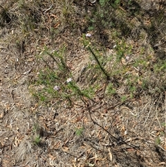 Olearia tenuifolia at Campbell, ACT - 2 Feb 2025 03:52 PM