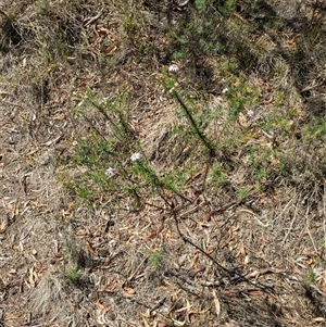 Olearia tenuifolia at Campbell, ACT - 2 Feb 2025 03:52 PM