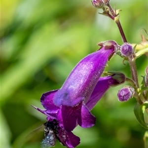 Thyreus sp. (genus) at Penrose, NSW - suppressed