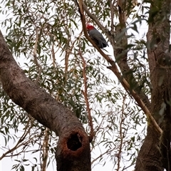 Callocephalon fimbriatum (Gang-gang Cockatoo) at Penrose, NSW - 15 Jan 2025 by Aussiegall