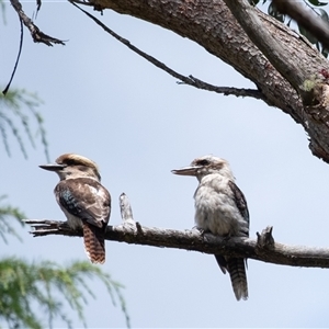 Dacelo novaeguineae (Laughing Kookaburra) at Penrose, NSW by Aussiegall