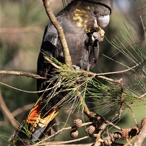 Calyptorhynchus lathami lathami at Penrose, NSW - suppressed