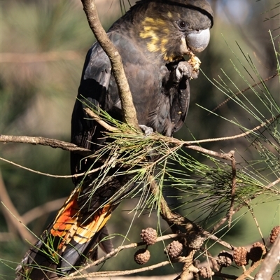 Calyptorhynchus lathami lathami (Glossy Black-Cockatoo) at Penrose, NSW - 2 Feb 2025 by Aussiegall