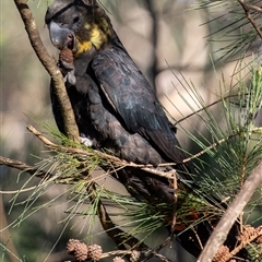 Calyptorhynchus lathami lathami at Penrose, NSW - suppressed