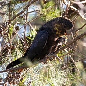 Calyptorhynchus lathami lathami at Penrose, NSW - suppressed