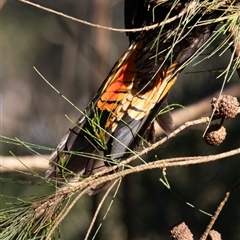 Calyptorhynchus lathami lathami at Penrose, NSW - suppressed