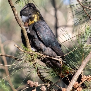 Calyptorhynchus lathami lathami at Penrose, NSW - suppressed