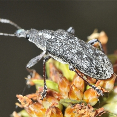 Pachyura australis (Belid weevil) at Tinderry, NSW - 30 Jan 2025 by Harrisi