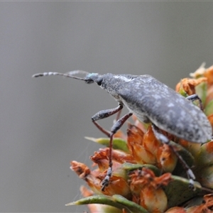 Pachyura australis at Tinderry, NSW - suppressed