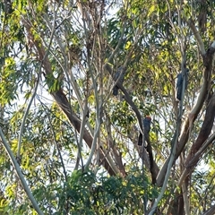 Callocephalon fimbriatum (Gang-gang Cockatoo) at Penrose, NSW - 2 Feb 2025 by Aussiegall