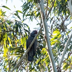 Callocephalon fimbriatum at Penrose, NSW - suppressed