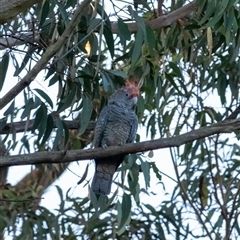 Callocephalon fimbriatum at Penrose, NSW - suppressed